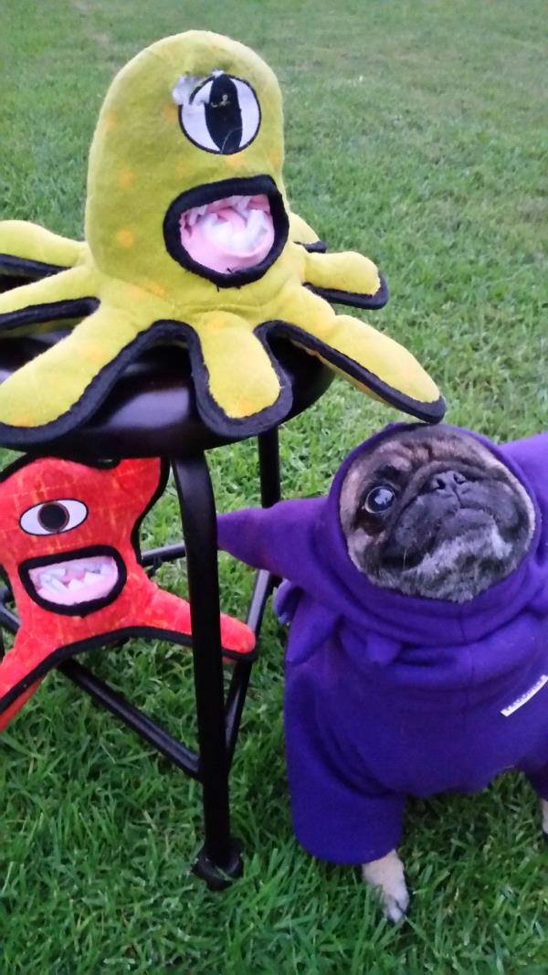 /Images/uploads/PUG NATION RESCUE OF LOS ANGELES/pugnationcalendar/entries/2444.jpg